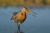 Image. Black-tailed Godwit
