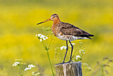 Image. Black-tailed Godwit