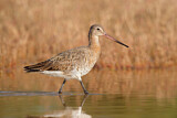 Image. Black-tailed Godwit