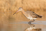 Image. Black-tailed Godwit