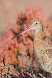 Image. Black-tailed Godwit