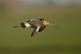 Image. Black-tailed Godwit