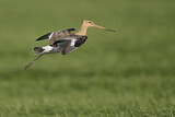 Image. Black-tailed Godwit