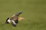 Image. Black-tailed Godwit