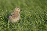 Image. Black-tailed Godwit