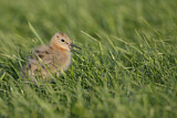 Image. Black-tailed Godwit