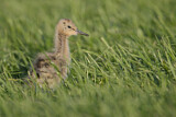 Image. Black-tailed Godwit