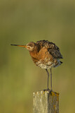 Image. Black-tailed Godwit