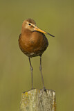 Image. Black-tailed Godwit