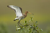 Image. Black-tailed Godwit