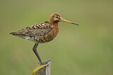 Image. Black-tailed Godwit