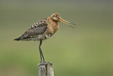 Image. Black-tailed Godwit