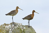 Image. Black-tailed Godwit