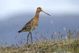 Image. Black-tailed Godwit