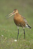 Image. Black-tailed Godwit
