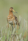 Image. Black-tailed Godwit