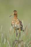 Image. Black-tailed Godwit