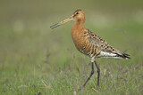 Image. Black-tailed Godwit