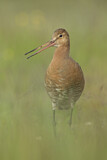 Image. Black-tailed Godwit