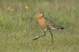 Image. Black-tailed Godwit