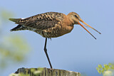 Image. Black-tailed Godwit