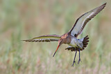 Image. Black-tailed Godwit