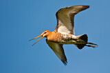 Image. Black-tailed Godwit