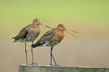 Image. Black-tailed Godwit