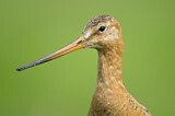 Image. Black-tailed Godwit