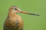Image. Black-tailed Godwit
