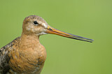 Image. Black-tailed Godwit