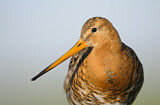 Image. Black-tailed Godwit