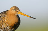 Image. Black-tailed Godwit
