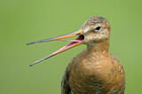 Image. Black-tailed Godwit