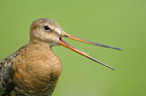 Image. Black-tailed Godwit
