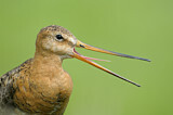 Image. Black-tailed Godwit