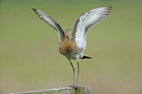 Image. Black-tailed Godwit
