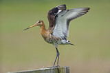 Image. Black-tailed Godwit