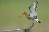 Image. Black-tailed Godwit