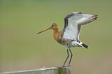 Image. Black-tailed Godwit