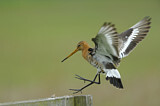 Image. Black-tailed Godwit