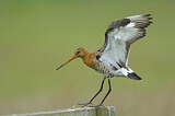 Image. Black-tailed Godwit