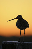 Image. Black-tailed Godwit