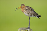 Image. Black-tailed Godwit