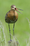 Image. Black-tailed Godwit