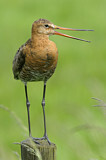 Image. Black-tailed Godwit