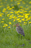 Image. Black-tailed Godwit