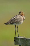 Image. Black-tailed Godwit
