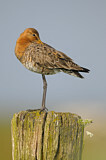 Image. Black-tailed Godwit