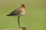 Image. Black-tailed Godwit